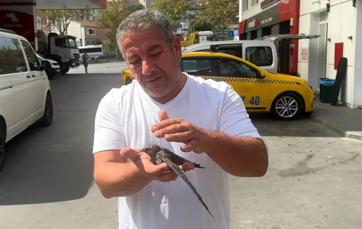 taksici bitkin kusu kurtardi 8ZF6iNSe