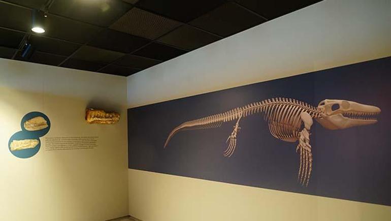 Mosasaurus Hoffmanni Fosili