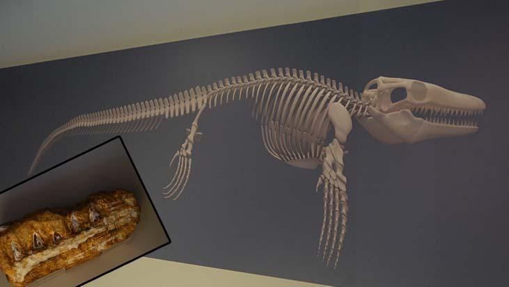 asyada tek turkiyede ilk 65 milyon yil onceki dev canli kesfedildi dunyada yalnizca 7 yerde var VVMZB4Zb.jpg