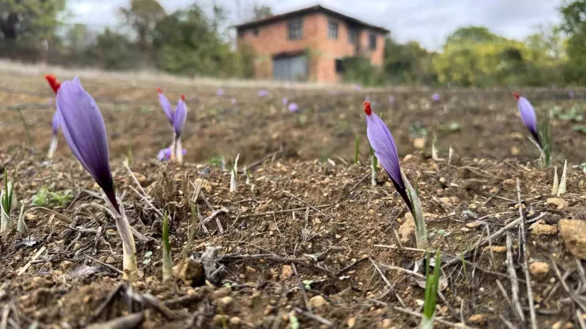 karabukte dunyanin en pahali baharati safran erken cicek acti Eb2PaIlI.jpg