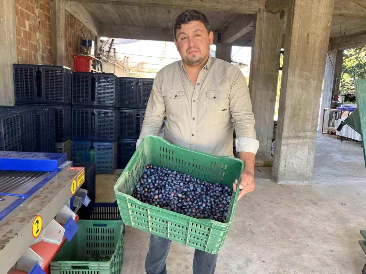 manisada 2025 zeytin hasadi basladi kalite ve fiyatlar ureticiyi sevindiriyor D666JDTQ.jpg