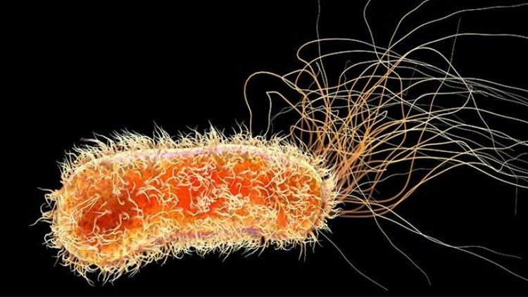 saglik yetkililerinden uyari maymun cicegi hizla yayiliyor son haftada dikkat ceken bir artis var 1cZSwiVq.jpg