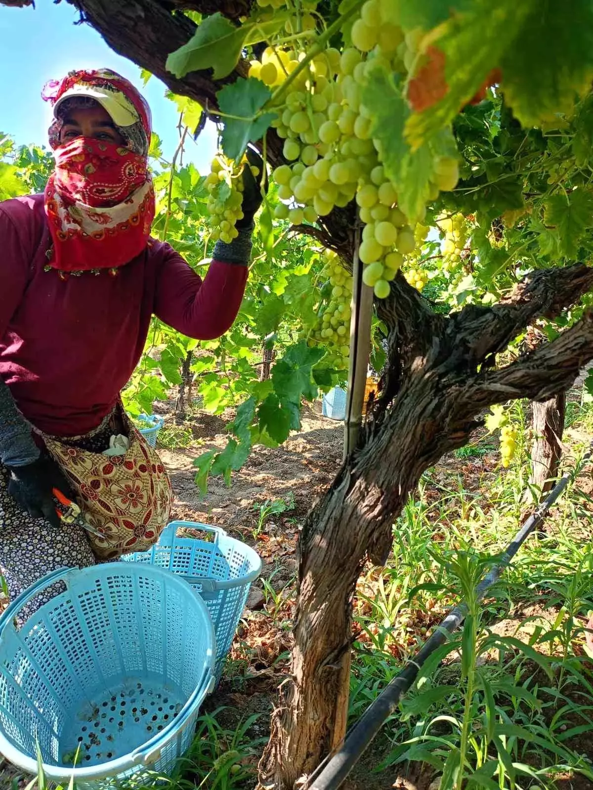 sarigolde uzum hasadi yogun bir sekilde devam ediyor BDY7niws