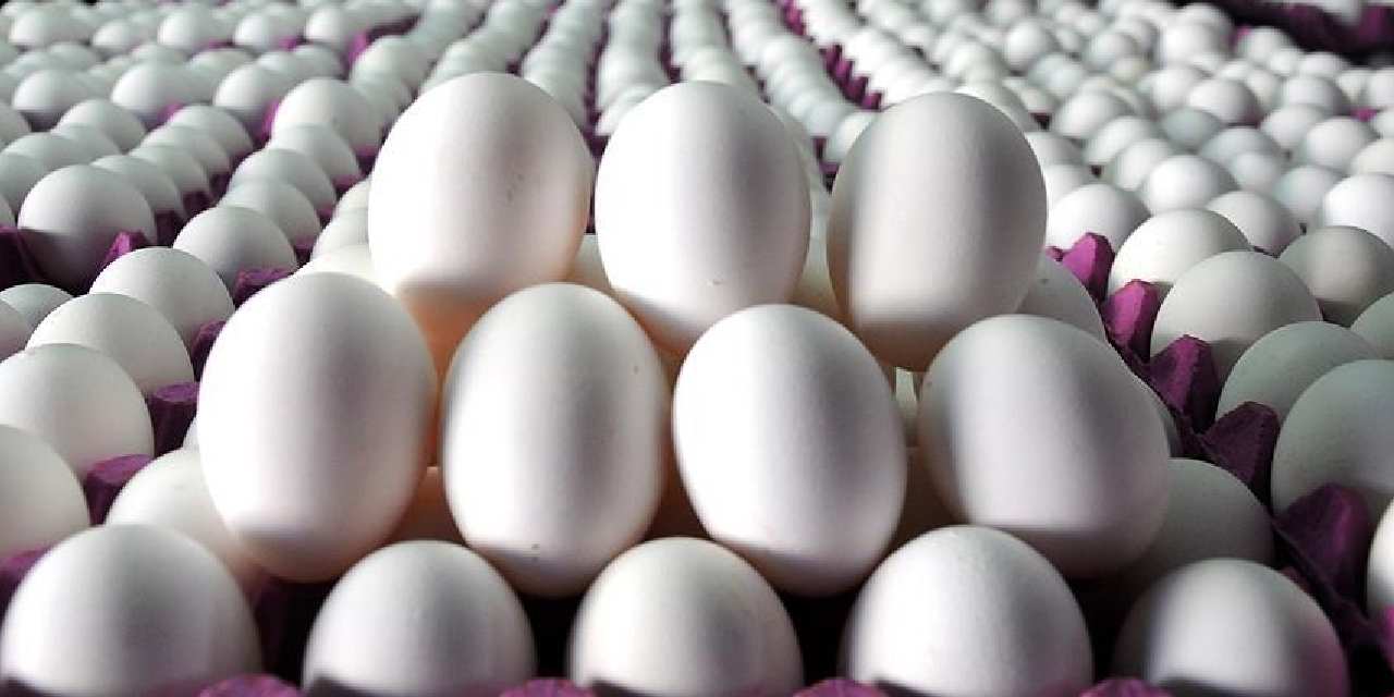 tuik acikladi yumurta azaldi i5AluaxC.jpg
