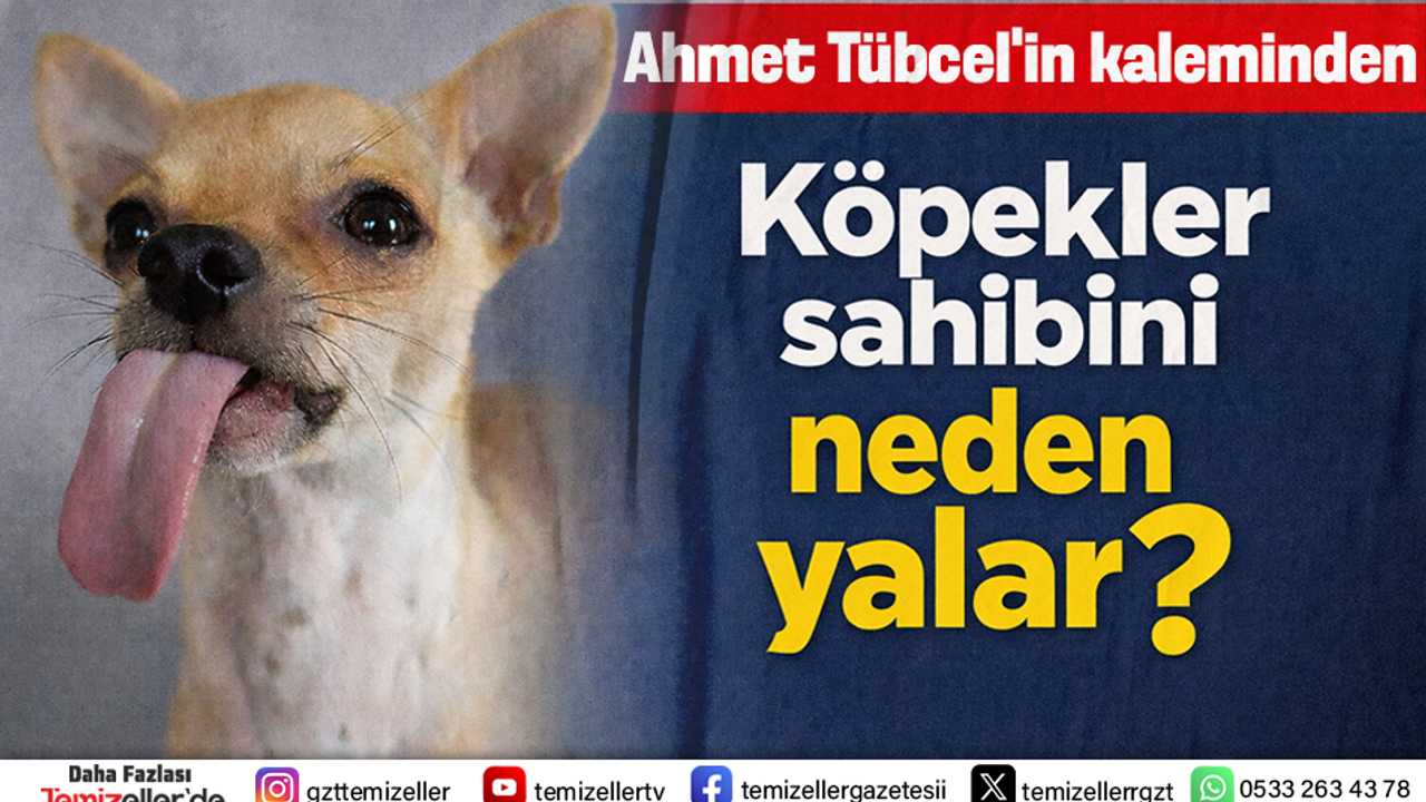 KÖPEKLER SAHİPLERİNİ NEDEN YALAR?