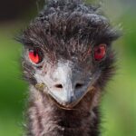 avustralya-savasi-kaybetti-SCxewuDD