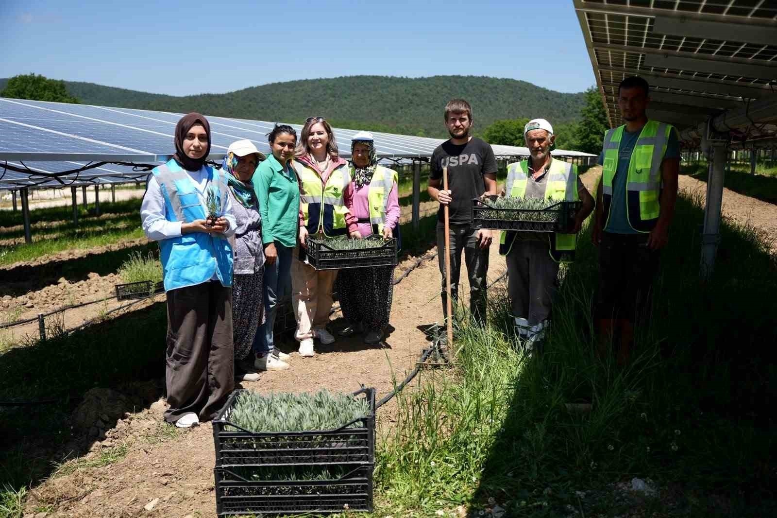 Samsun’da Güneş Enerjisi ve Tarımın Buluştuğu Yenilikçi Proje
